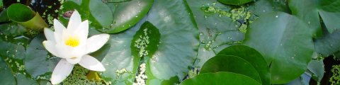 BLUMENGEDICHTE BLUMENGEDICHT